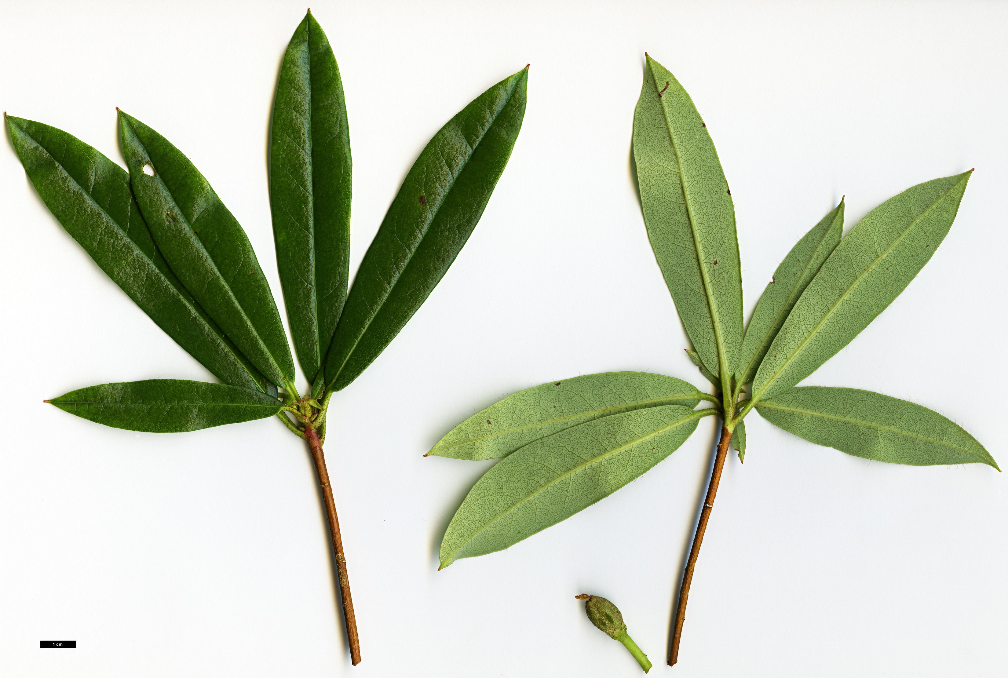 High resolution image: Family: Ericaceae - Genus: Rhododendron - Taxon: coxianum